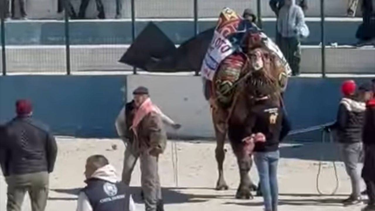 Demre’de deve güreşlerinde kavga çıktı