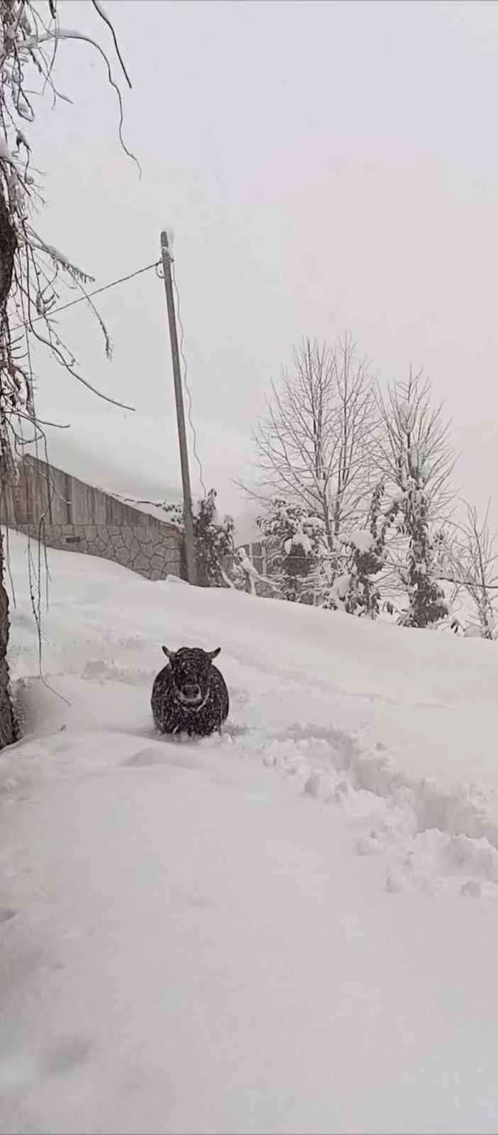 Rize’ye Kaçan Boğa Ahırında Bulundu.