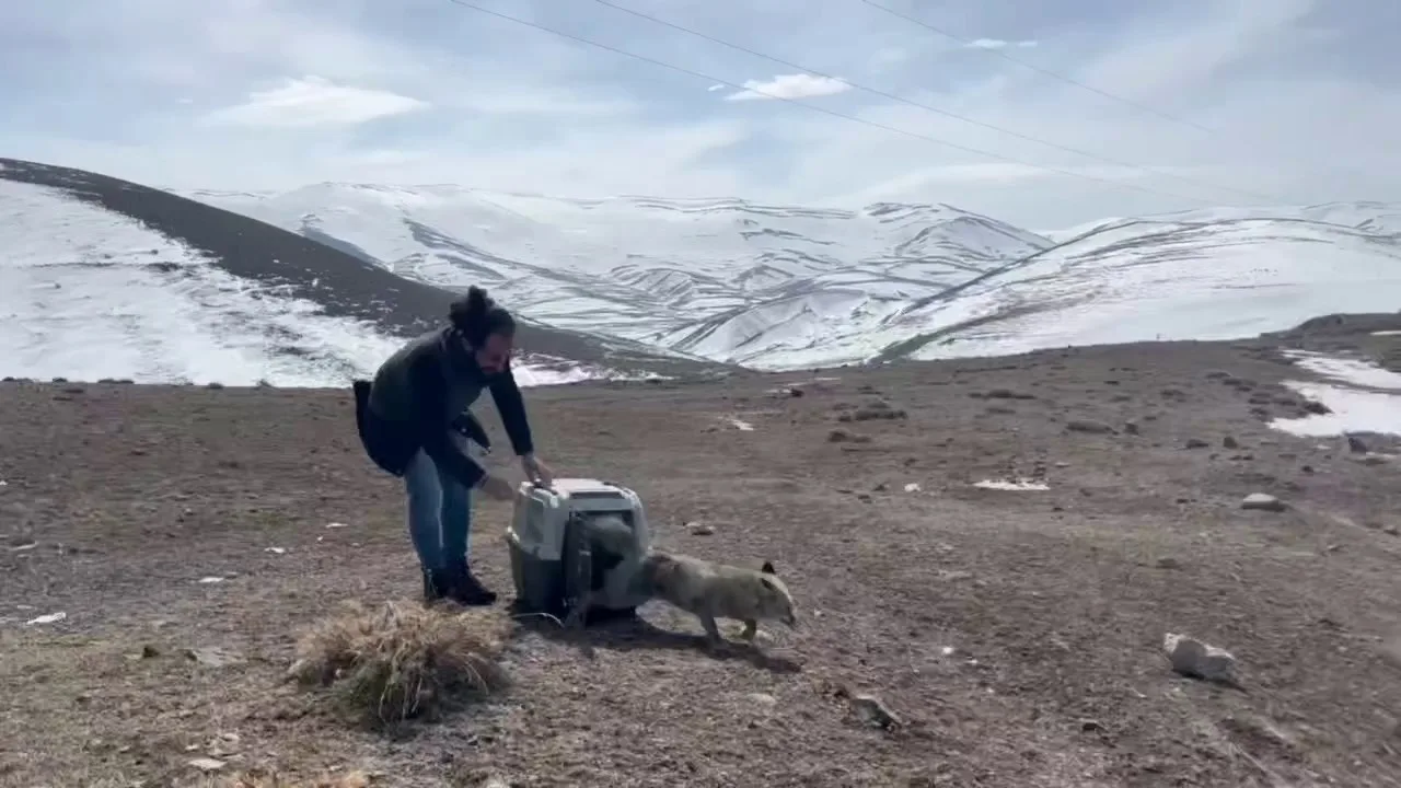 Erzurum’da çarpan araçtan zarar gören tilki, kısa bir süre sonra sağlığına kavuşarak doğal yaşam alanına geri bırakıldı.