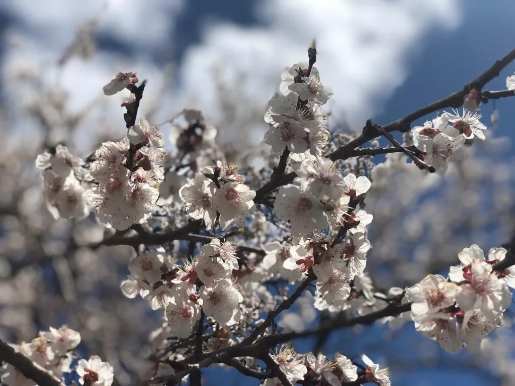 Erzincan’da kayısı ağaçlarında ilkbahar ilaçlaması gerektiği vurgulandı.