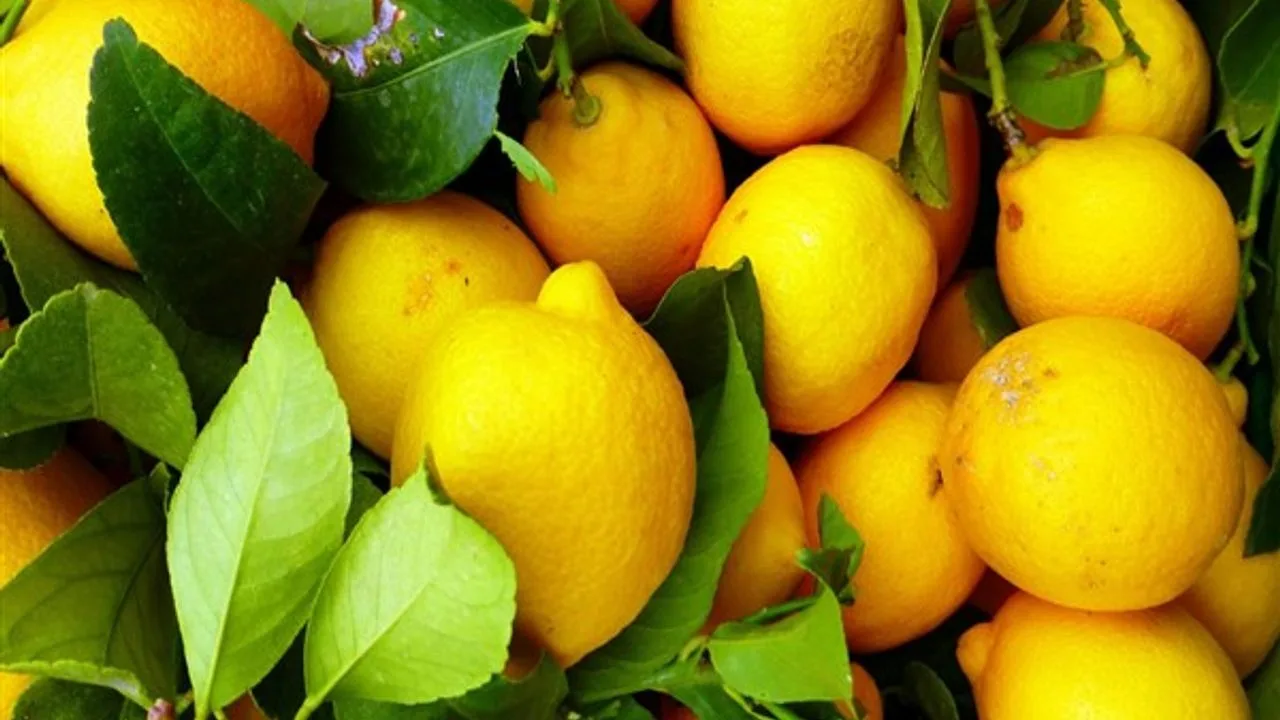 Limon ihracatına geçici durdurma kararı alındı