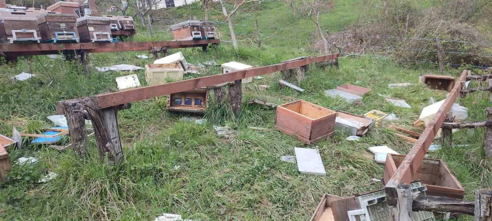 Türkeli’de ayı saldırısı: 23 arı kovanı parçalandı