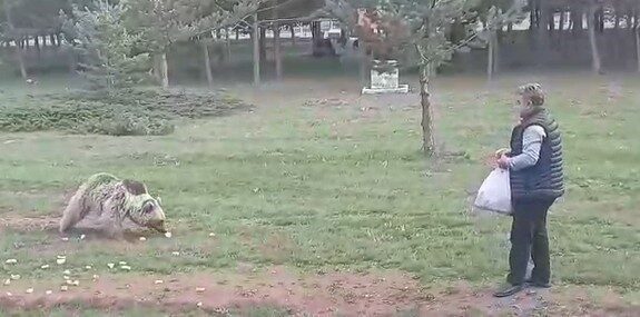 Çemşit ismini verdiği bozayıyı besledi, eşi kayıt altına aldı