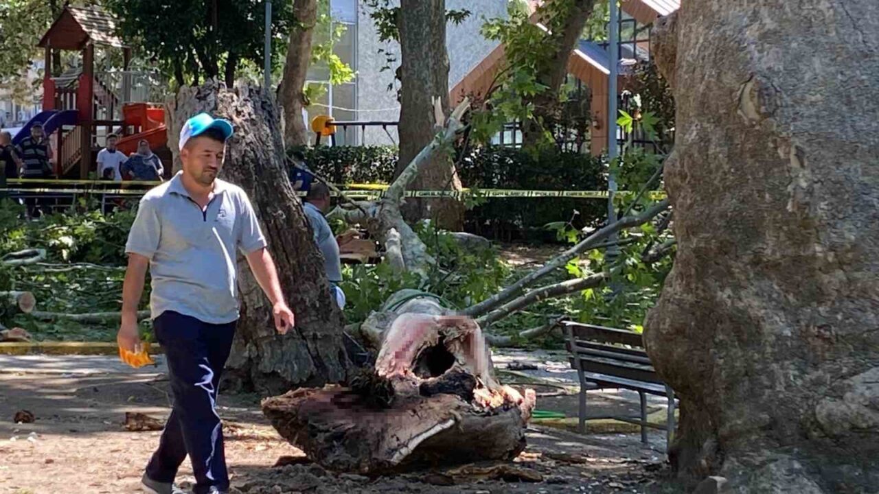Çınar ağacının kırılan dalı üzerine düşen kişi hayatını kaybetti