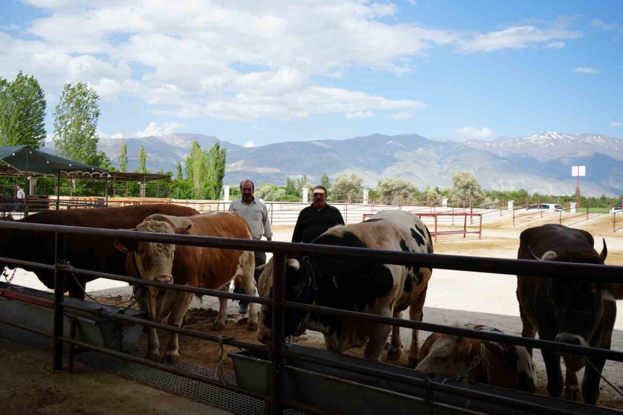 Hayvan pazarı geçici süreyle kapatıldı