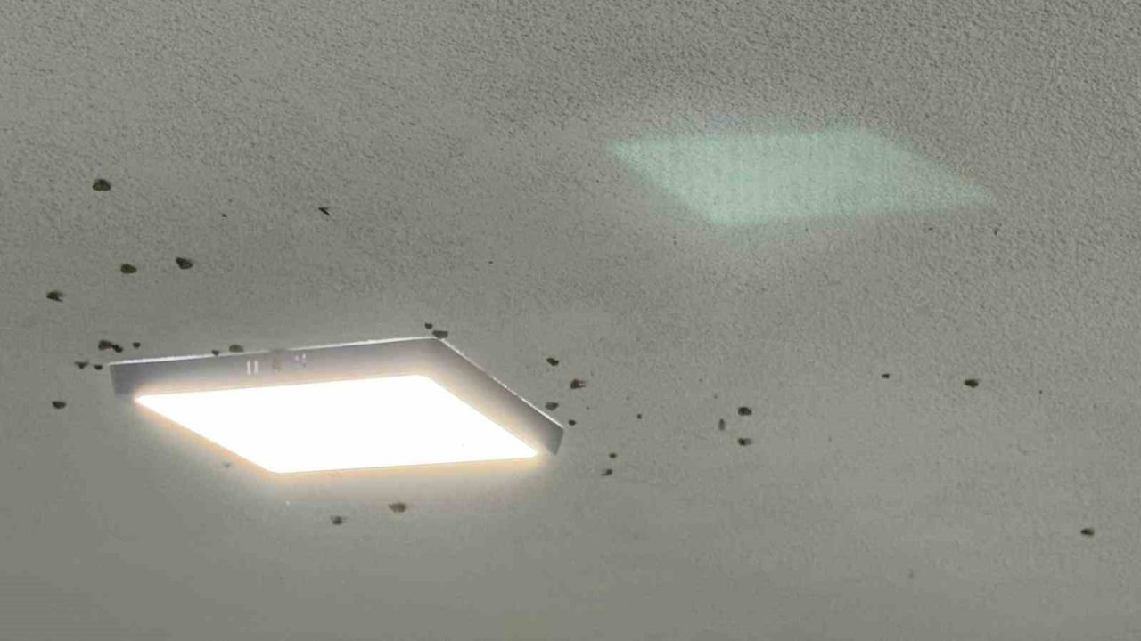 Rize’de bahçelerden sonra evlerde “vampir kelebek” istilası