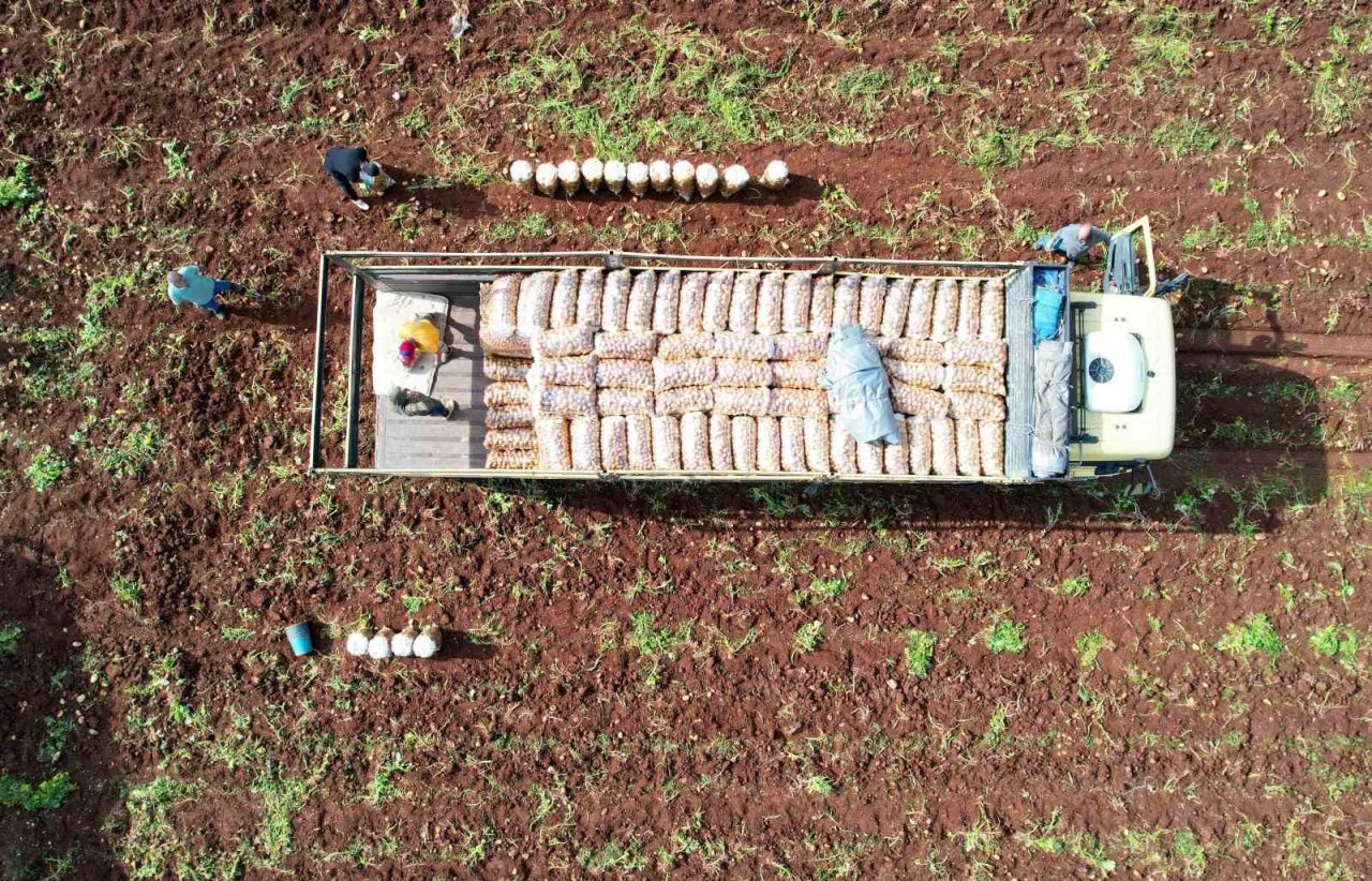 Ağustosta en çok ucuzlayan ürün patates oldu