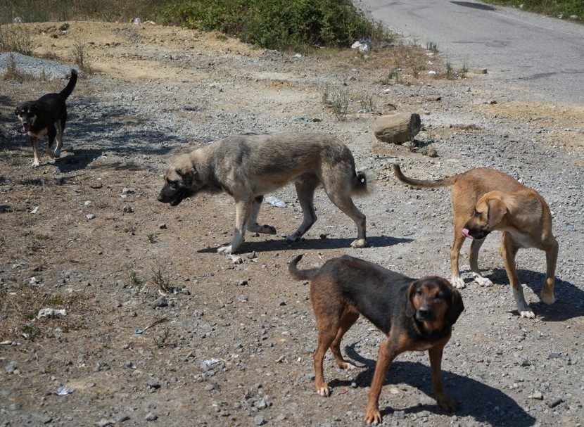 Başıboş köpekler yaban hayatı ve trafik güvenliğini tehdit ediyor