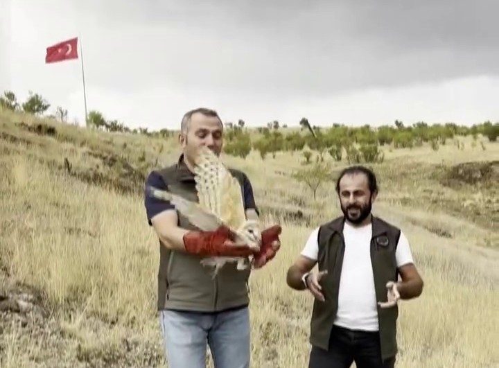 Peçeli baykuş yeniden yaban hayatta