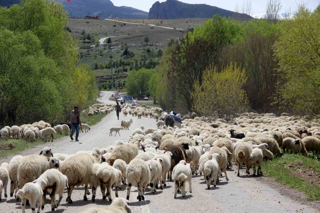 Yayla mesaisini tamamlayan Doğu Anadolu’daki göçerler dönüş yolunda