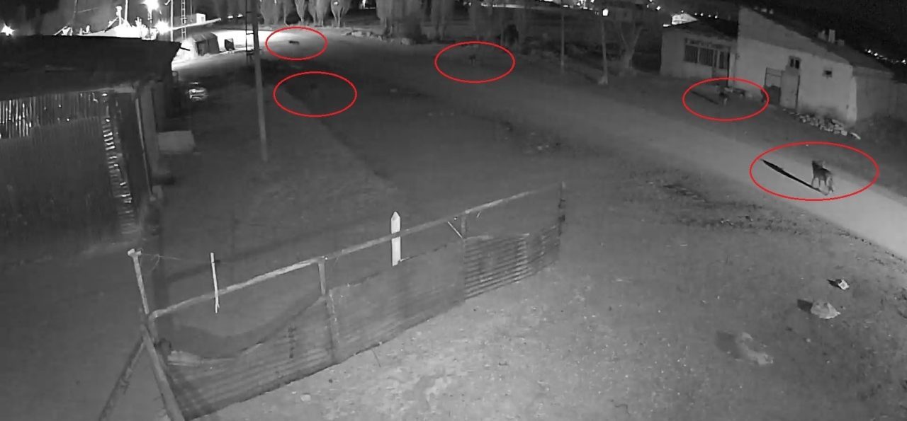 Bayburt’ta 5 kurdun köpeği tuzağa çektiği anlar kamerada