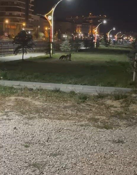 Bayburt’ta birbirleriyle oyun oynayan iki tilki görüldü