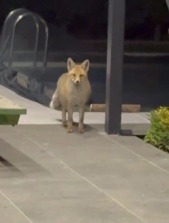 Tilki evin bahçesine girip kedi mamalarını yedi