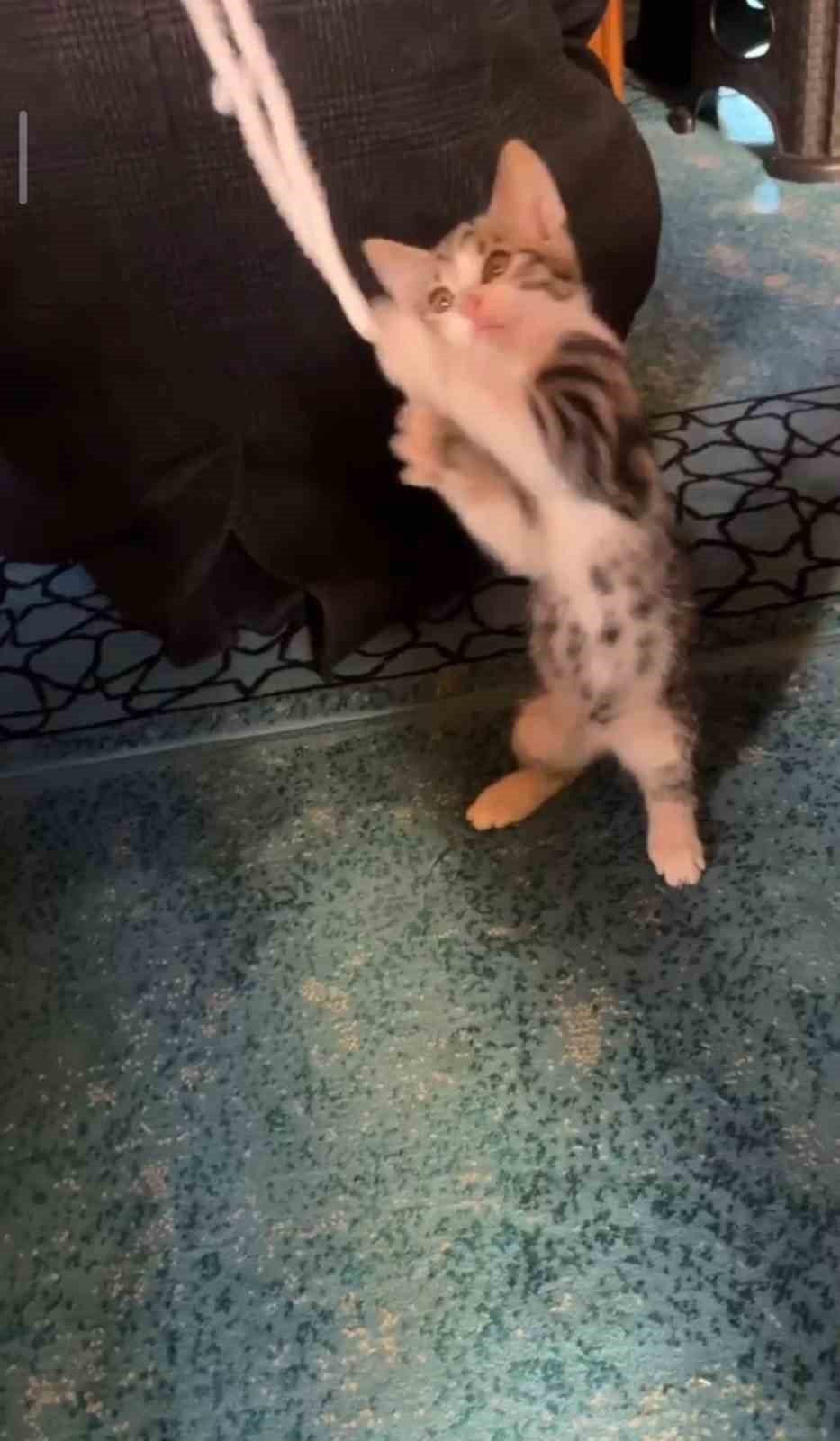 Yavru kedi camide vaaz sırasında cemaatle ve tespihle oynadı