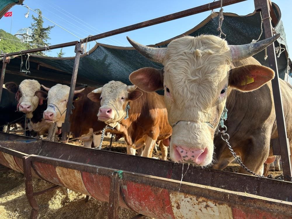 Besilik hayvan ithalatı başvuruları 12 Ocak’ta başlıyor