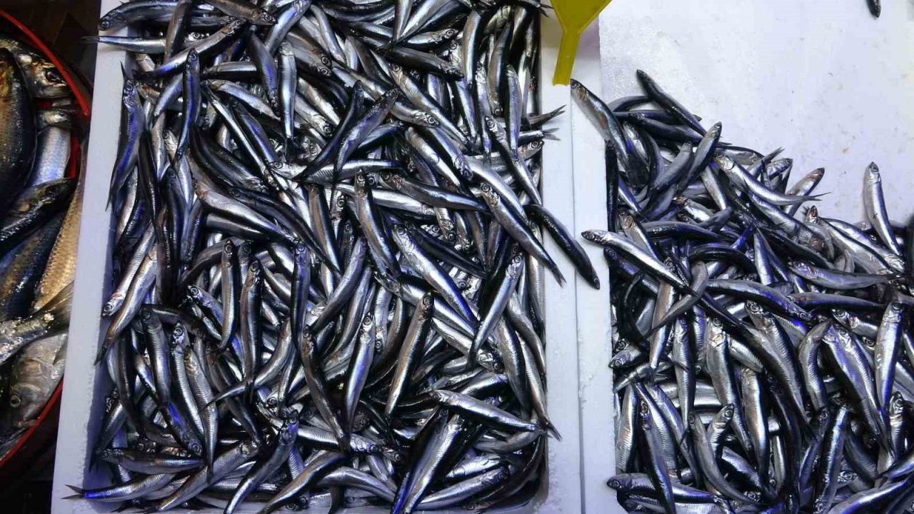 Türkiye’nin hamsi ihracatında Avrupa ülkeleri ilk sırada
